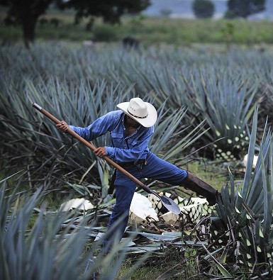 Tequila Cazcabel Tequila Cazcabel